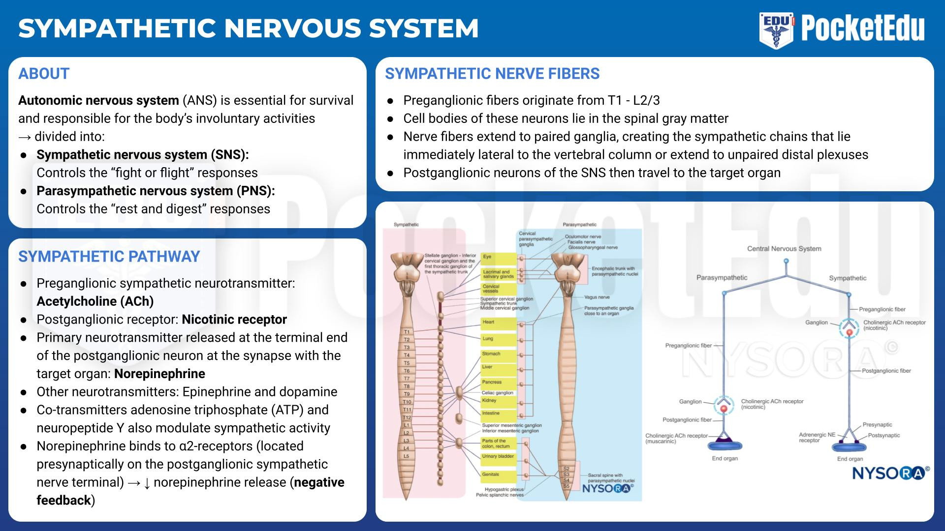 Autonomes Nervensystem Biology Diagrams